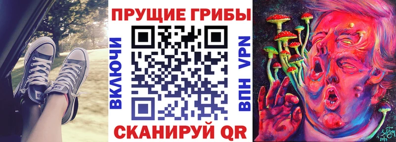 как найти наркотики  Урус-Мартан  Псилоцибиновые грибы Cubensis 